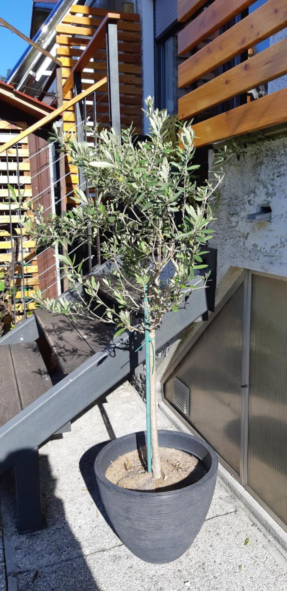 Apartma Bolero Tolmin Exteriör bild
